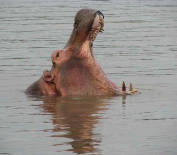 Hippo in the Nile River